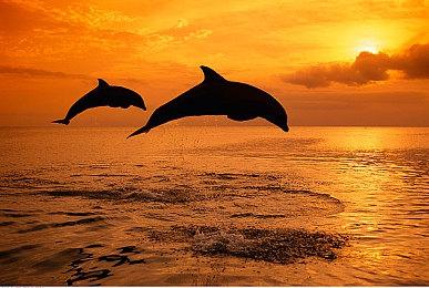 本周生意兴隆，摩托帮统治道路