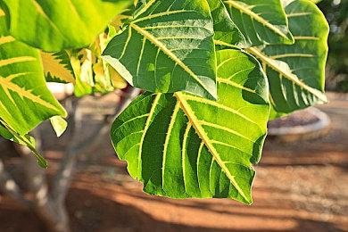 种田游戏《Sugardew Island》Steam页面上线 Q2发售